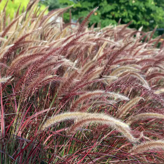 Buy Red Fountain Grass Plant online at Lalitenterprise
