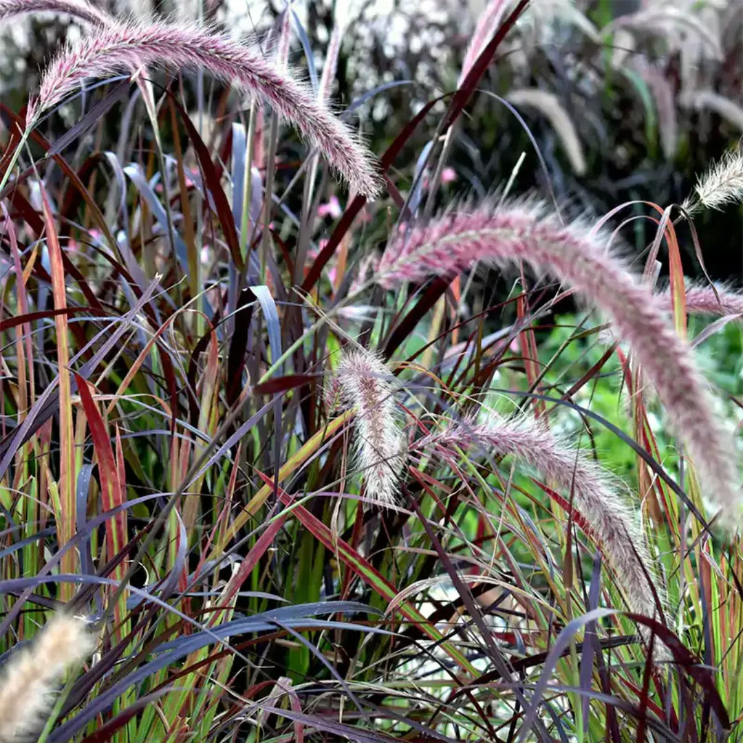 Buy Pennisetum setaceum rubrum Online at Lalitenterrprise