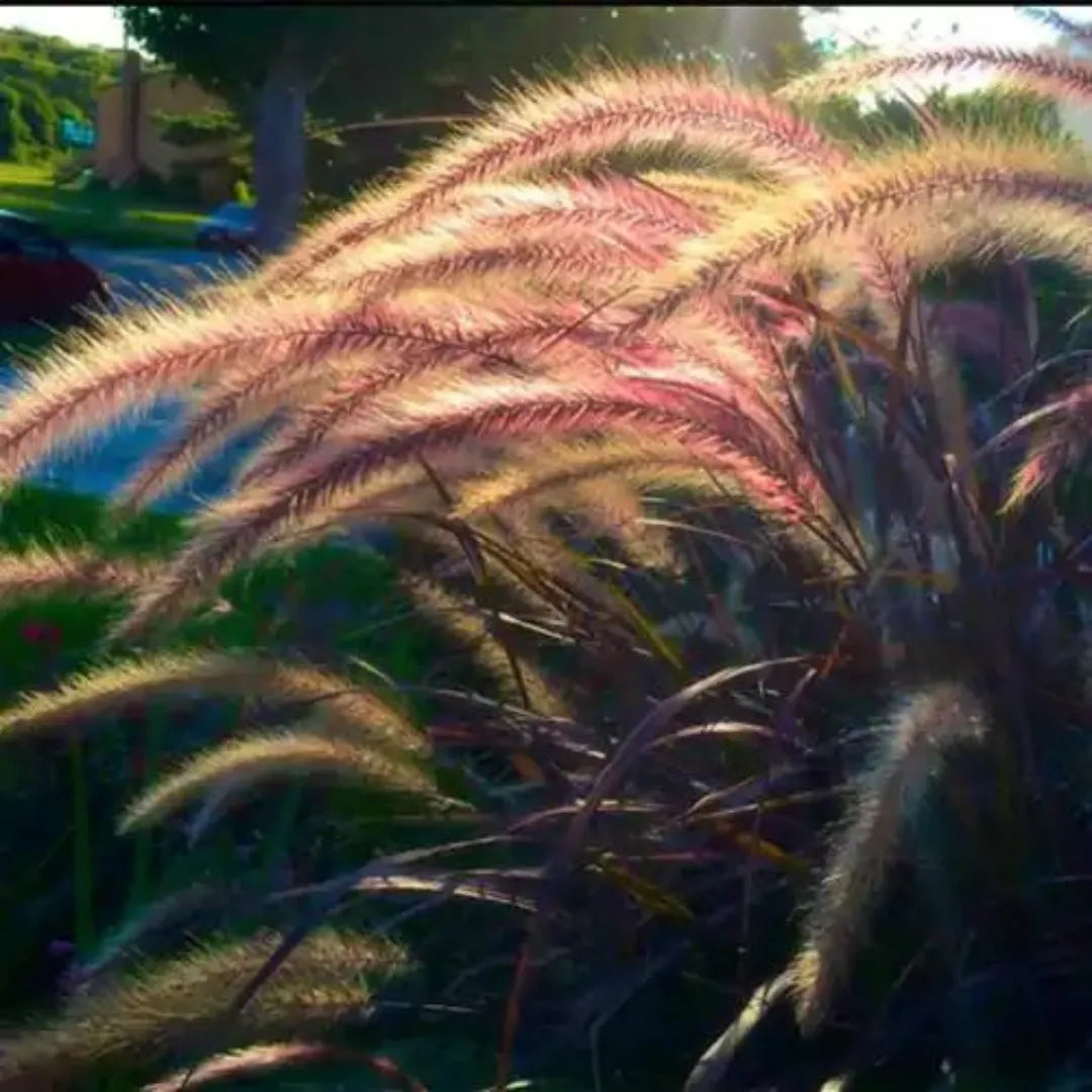 Buy Red Fountain Grass plant Online at Lalitenterrpsie