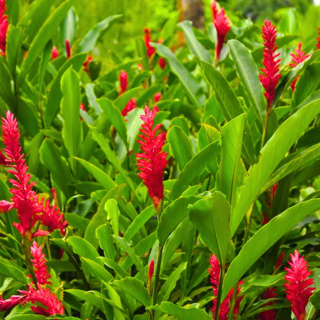 Buy Red Ginger (Alpinia Purpurata) - Plant Online at Lalitenterprise