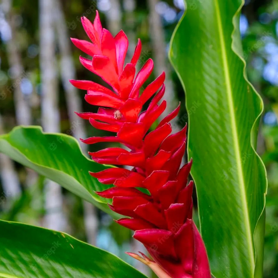 Buy Alpinia Purpurata - Plant Online at Lalitenterprise