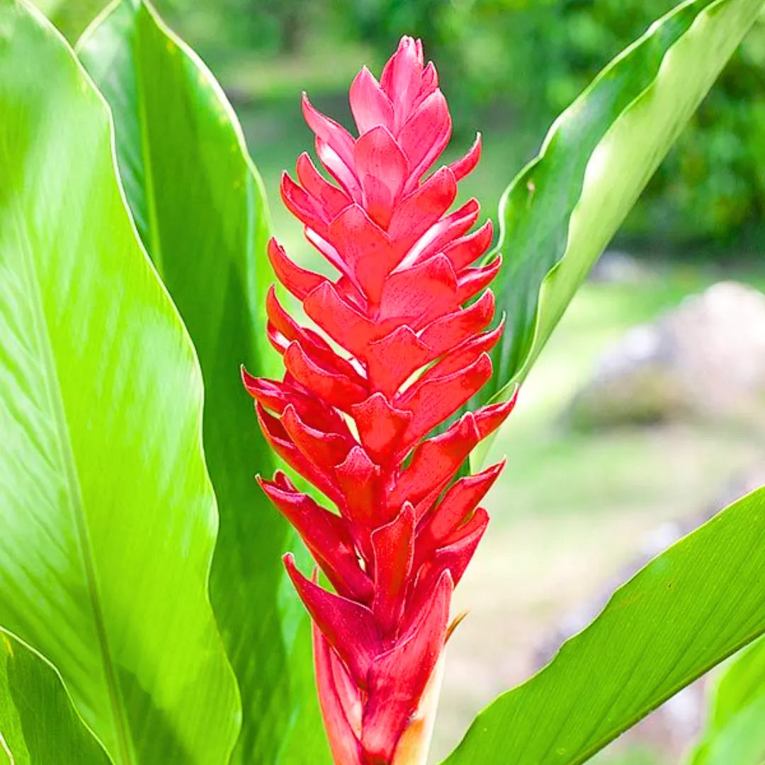 Buy Red Ginger - Plant Online at Lalitenterprise