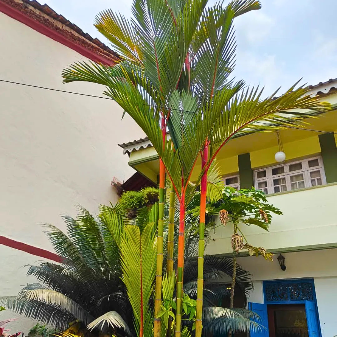 red palms plants Red Palm (Cyrtostachys Renda Alba)