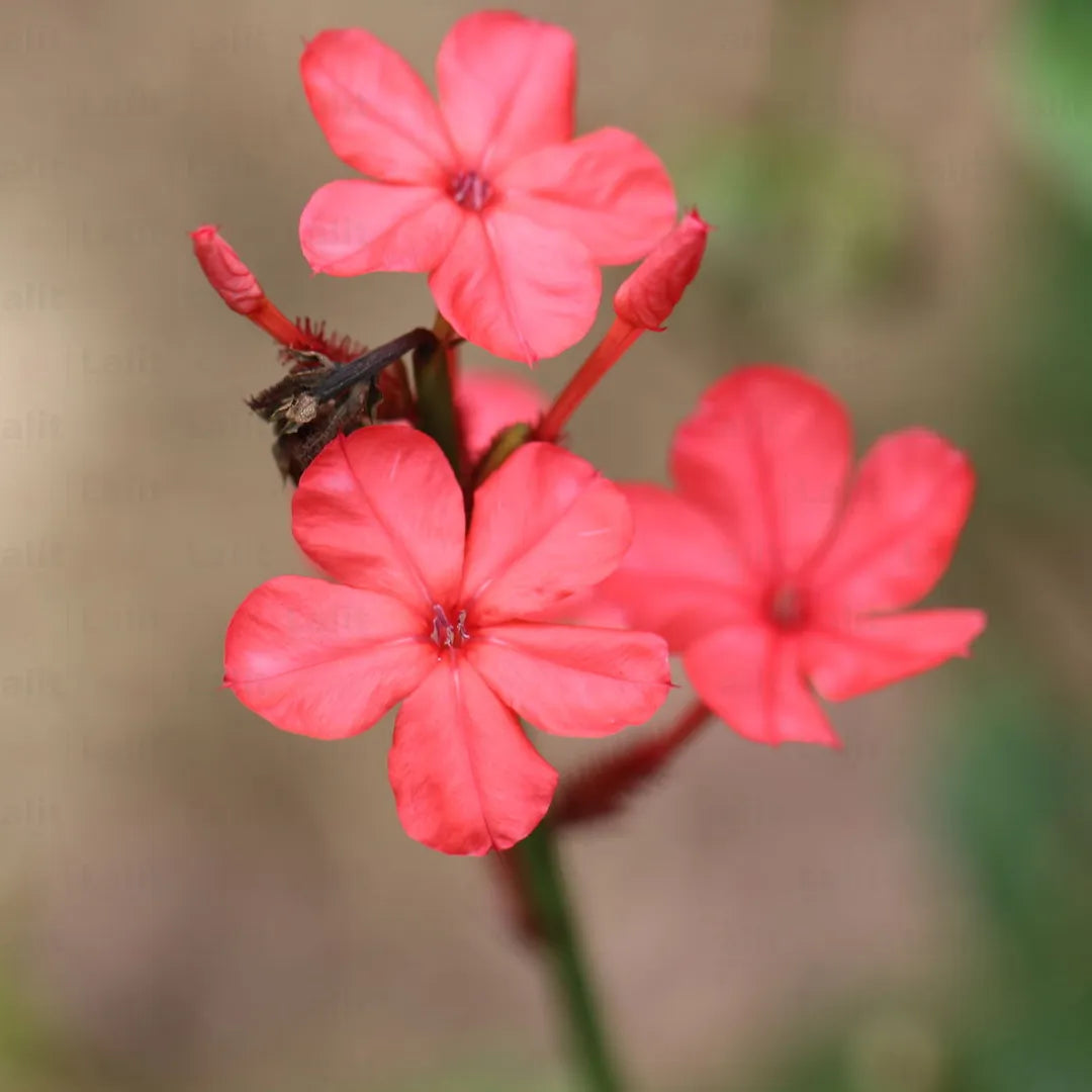 Buy Plumbago Red - Plant Online at Lalitenterprise