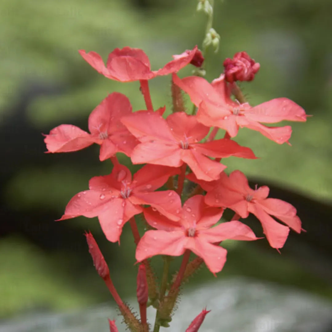 Buy Plumbago Indica - Plant Online at Lalitenterprise