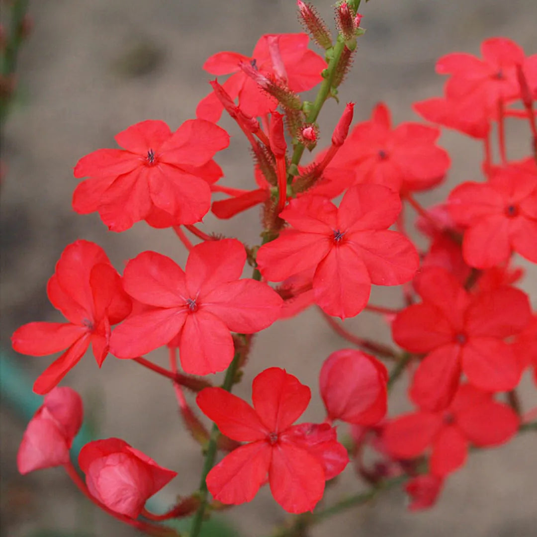 Buy Plumbago Red - Plant Online at Lalitenterprise