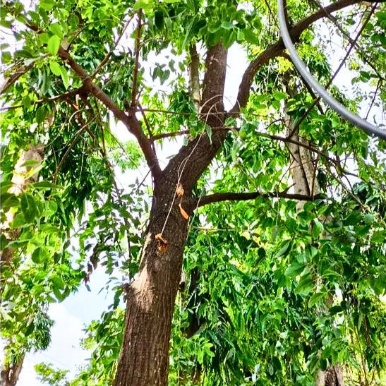 Buy Pterocarpus Santalinus - Plant Online at Lalitenterprise