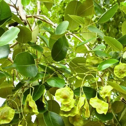 Buy Red Sandalwood (Pterocarpus Santalinus) - Plant Online at Lalitenterprise