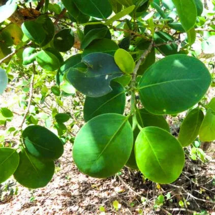 Buy Pterocarpus Santalinus - Plant Online at Lalitenterprise