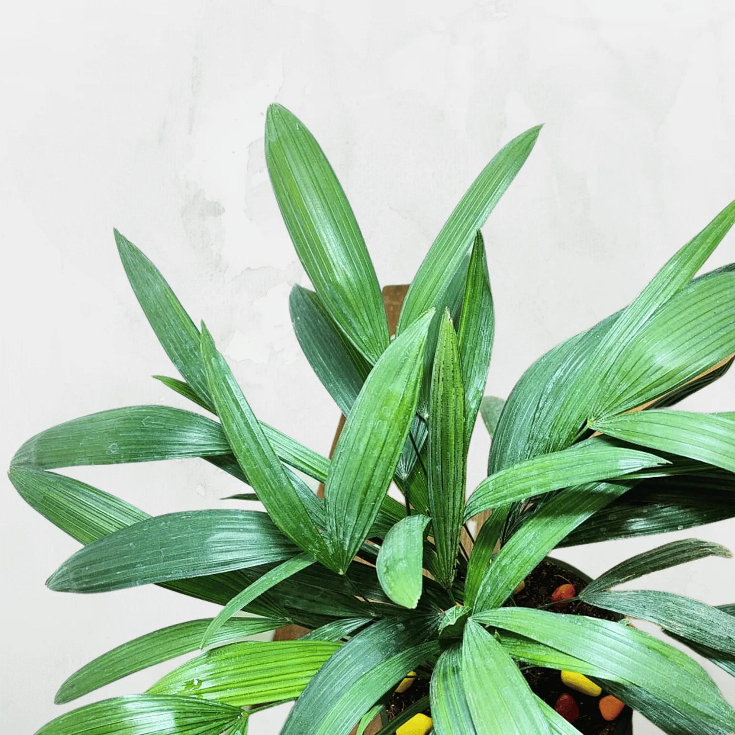 Buy Rhapis Excelsa Dwarf Online at Lalitenterprise