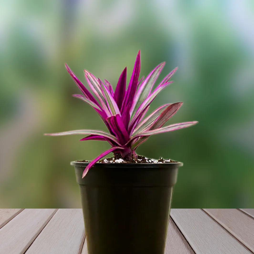 rhoeo plant indoor Rhoeo Variegated "Rhoeo Discolor"