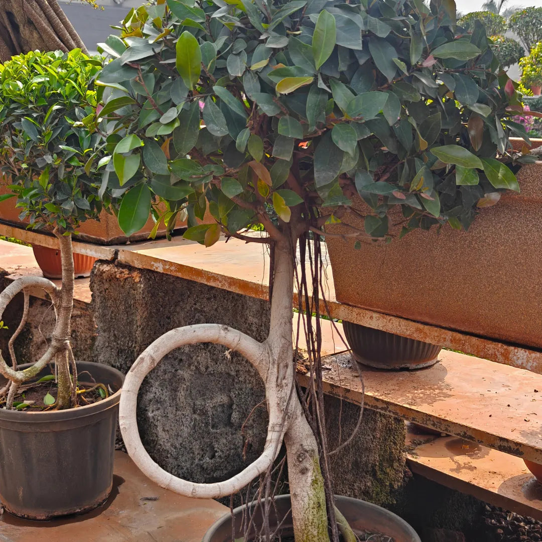 Buy Ring shaped Ficus - Plant Online at Lalitenterprise