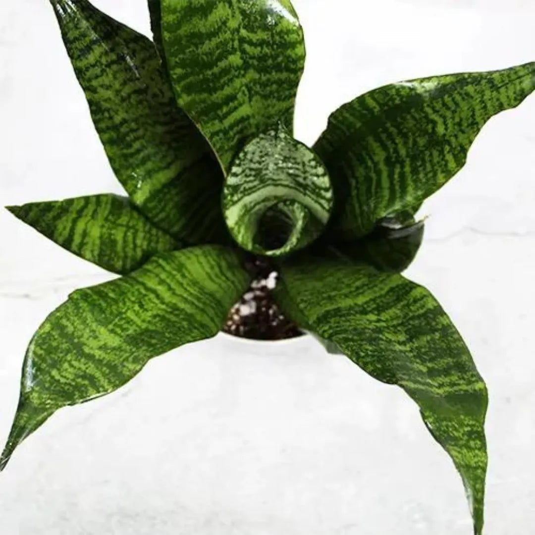 Buy Sansevieria 'Futura Robusta' | Robust Snake Plant Online at Lalitenterprise