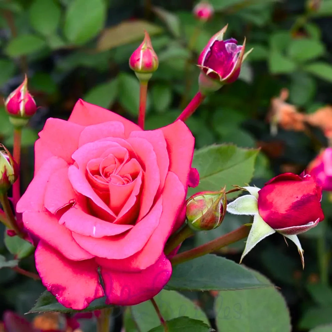Buy Rose "Rosa Charisma" - Plant Pink Online at Lalitenterprise