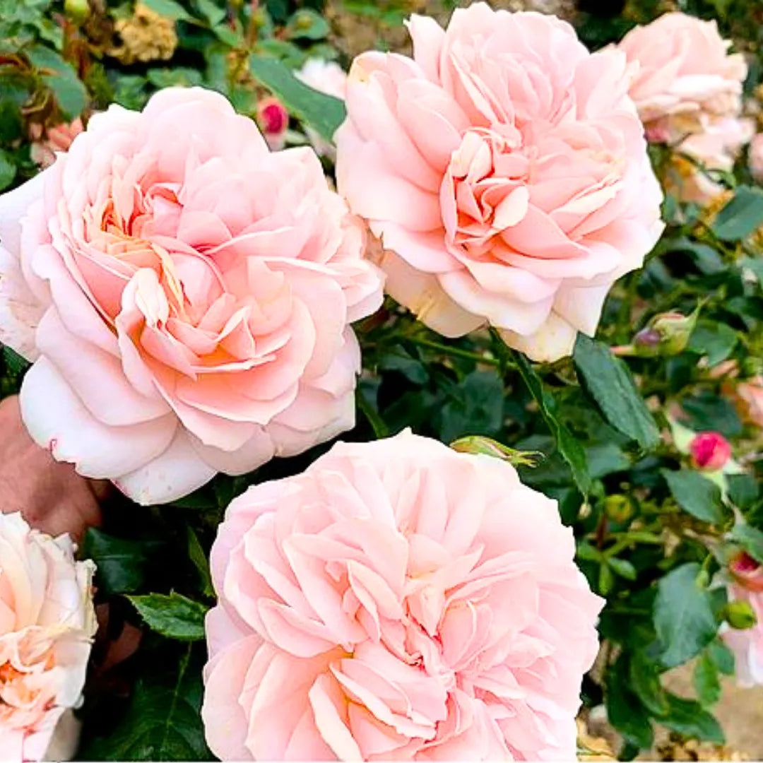 Buy Rose "Rosa Charisma" - Plant Cream Online at Lalitenterprise