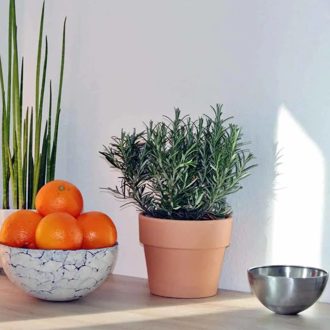 Buy Rosemary Medicinal Plant Online at Lalitenterprise
