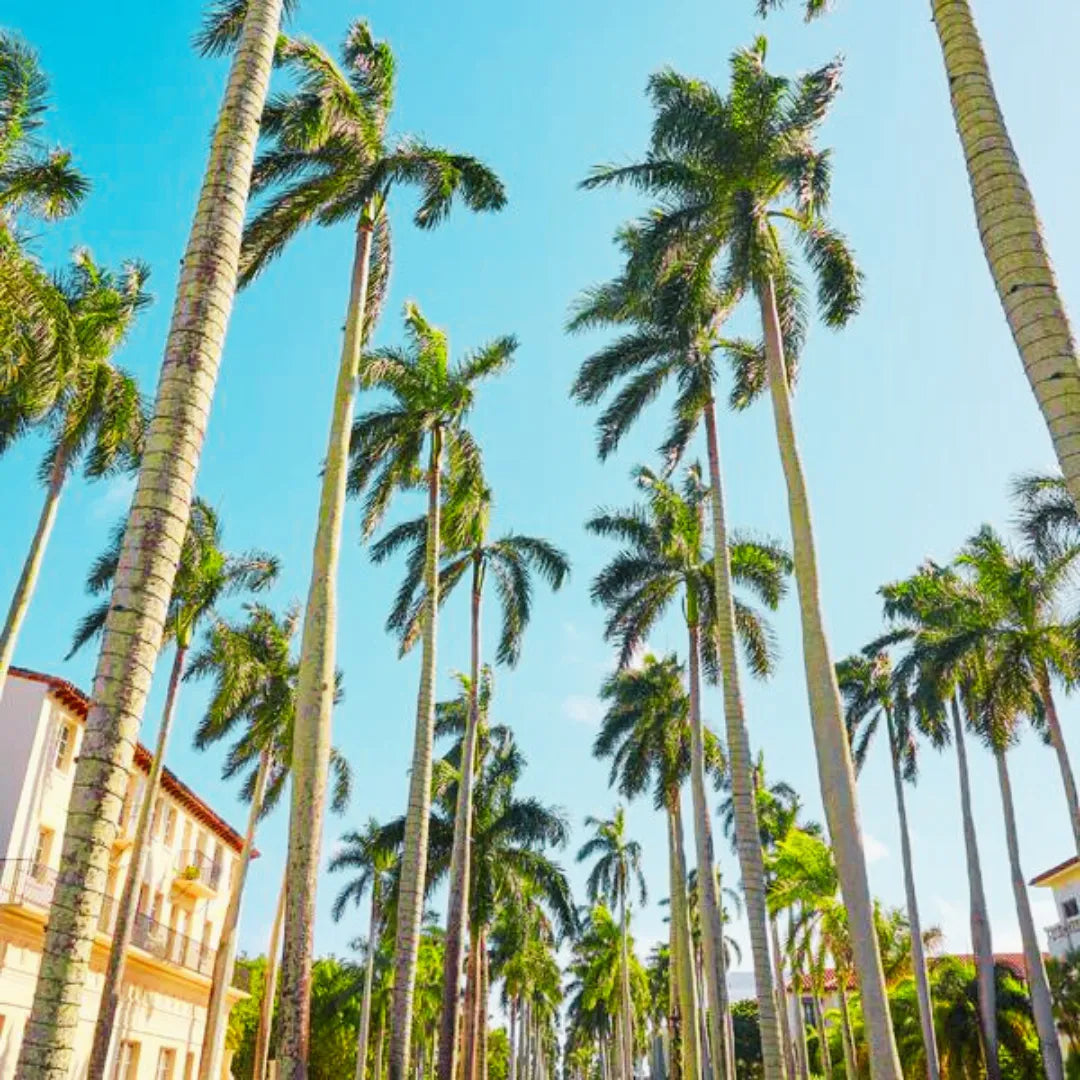 Buy Royal Bottle Palm - Plant Online at Lalitenterprise