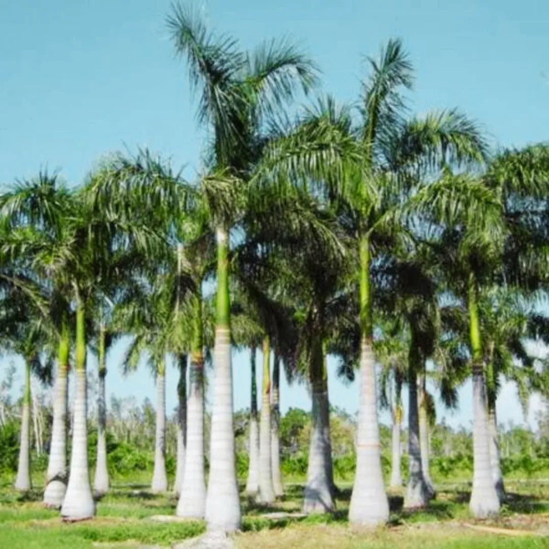 Buy Royal Bottle Palm (Roystonea Regia) - Plant Online at Lalitenterprise