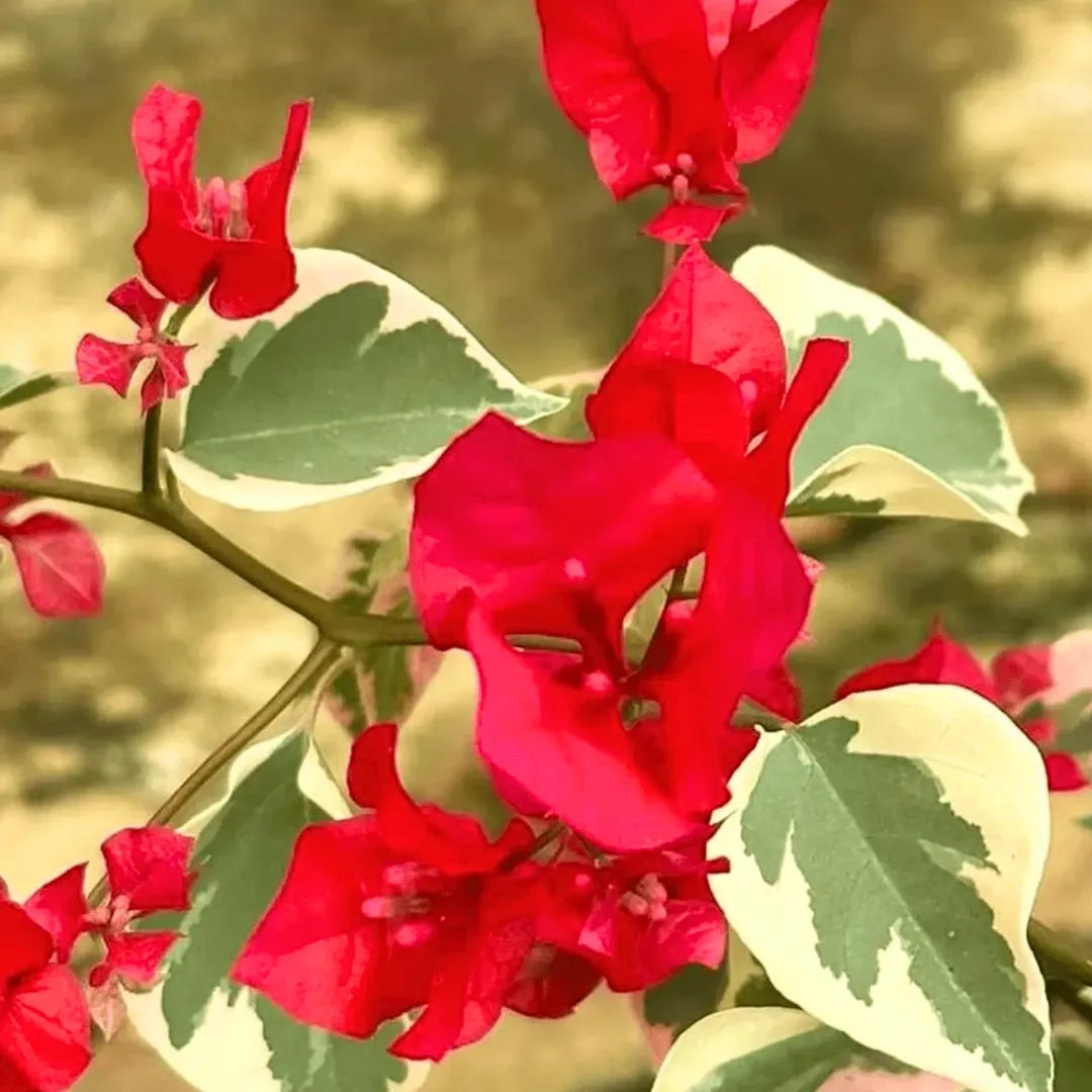 Buy Royal Dolphin Bougainvillea - Plant Online at Lalitenterprise