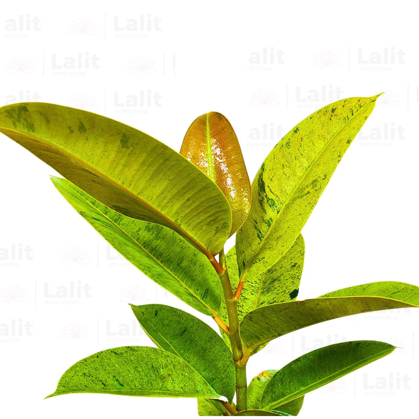 Buy Ficus Elastica (Shiveriana Moonshine) - Rubber Plant Online at Lalitenterprise