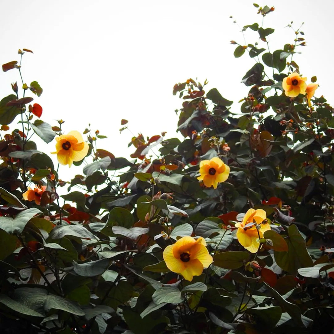 Buy Rubra Sea Hibiscus - Plant Online at Lalitenterprise
