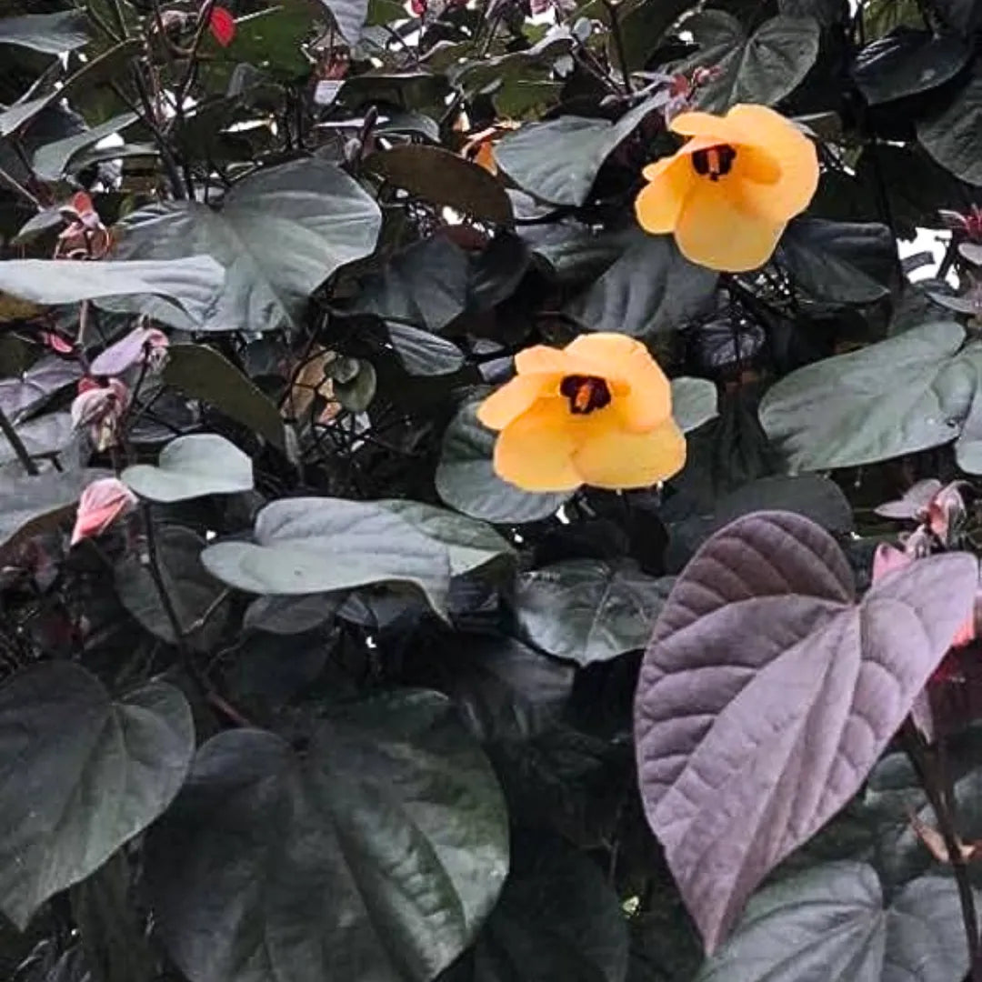 Buy Rubra Sea Hibiscus - Plant Online at Lalitenterprise