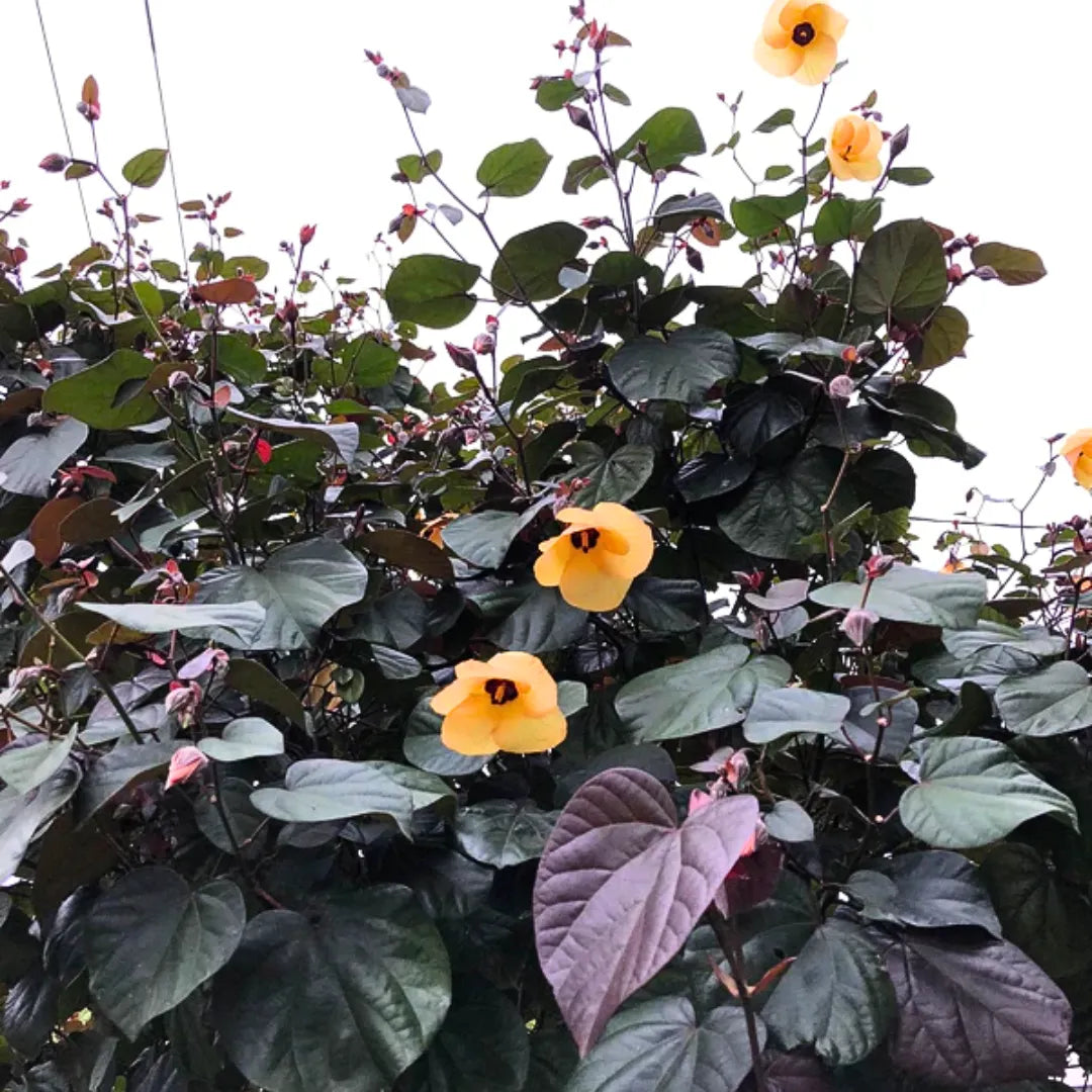 Buy Rubra Sea Hibiscus - Plant Online at Lalitenterprise