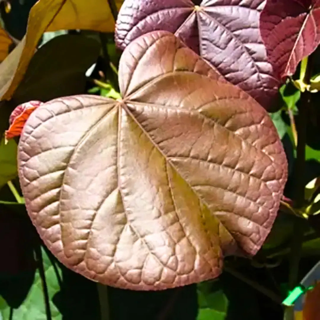 Buy Rubra Sea Hibiscus - Plant Online at Lalitenterprise