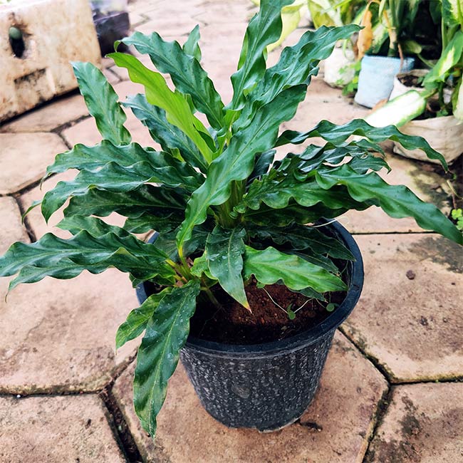 Buy Calathea Rufibarba, Furry Feather Marantha – plant online at Lalitenterprise.