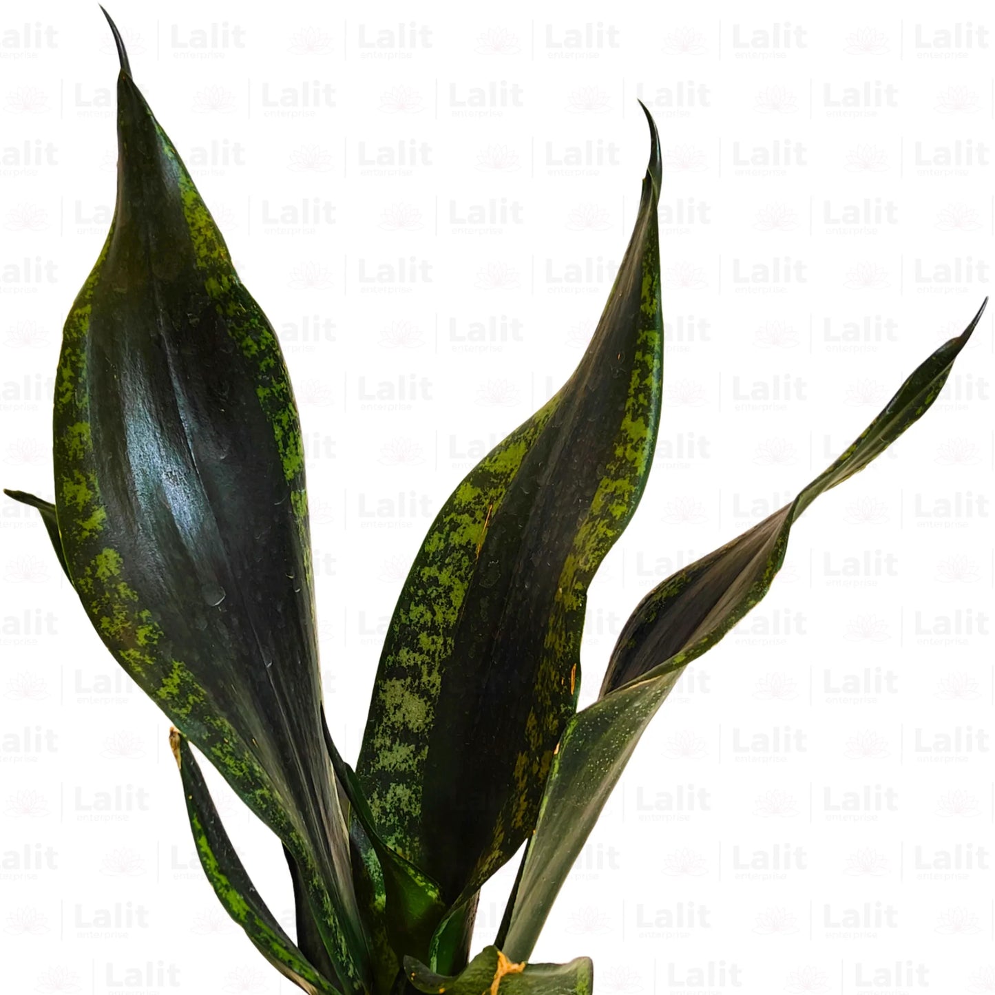 Buy Sansevieria Whitney | Silver Flame Snake Plant Online at Lalitenterprise