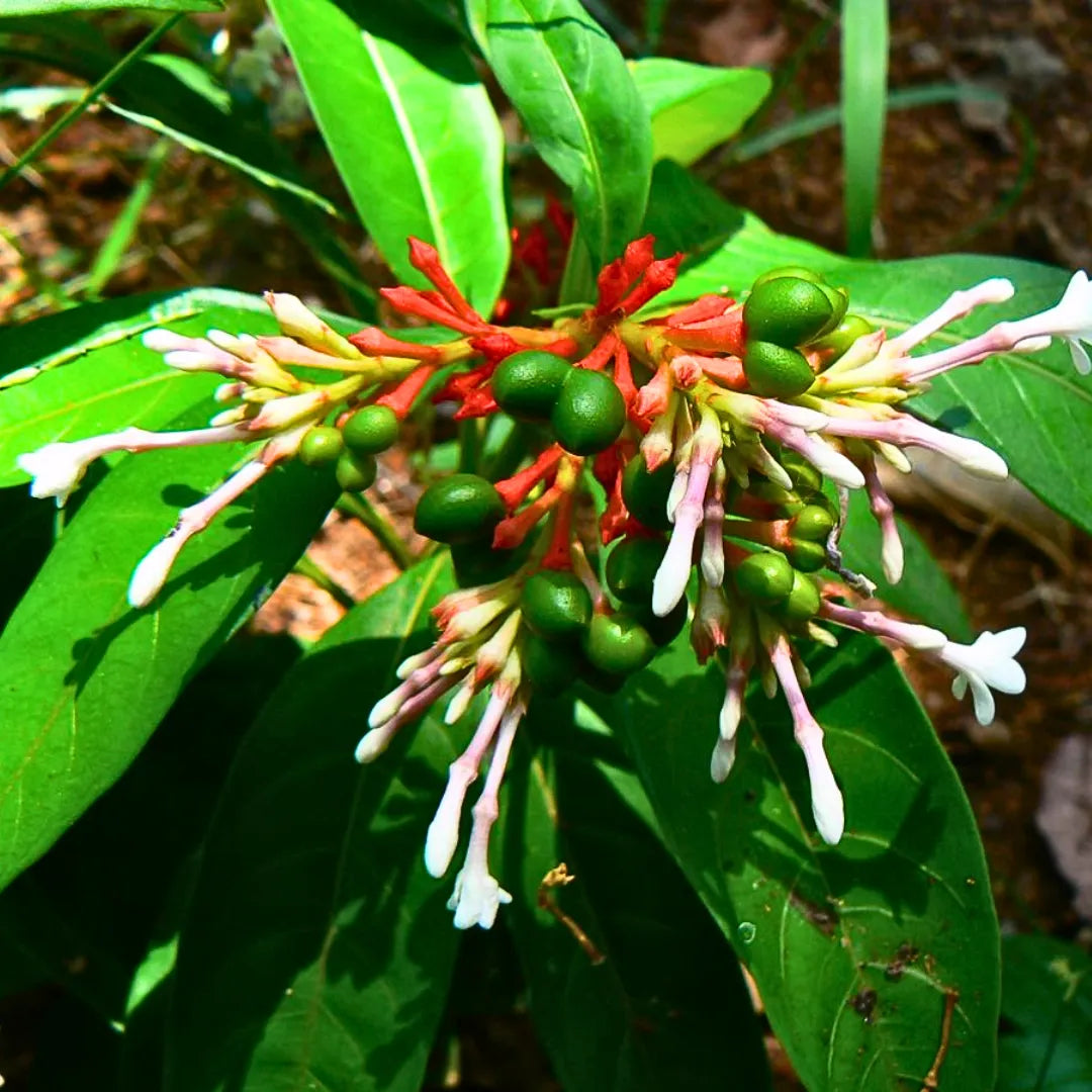 indian snake root is it safe to plant in yard Sarpagandha (Rauvolfia Serpentina) Indian Snakeroot