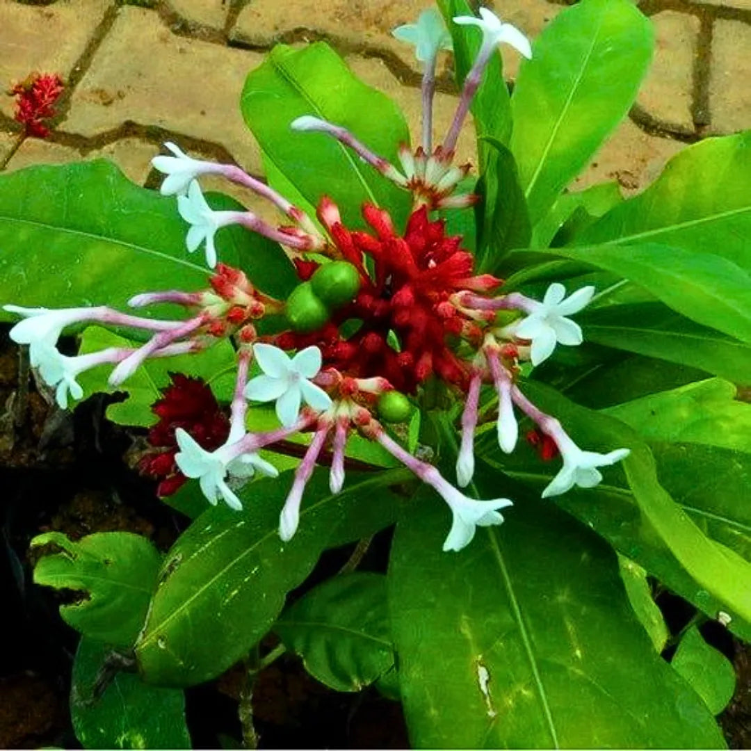 Buy Rauvolfia Serpentina - Plant Online at Lalitenterprise
