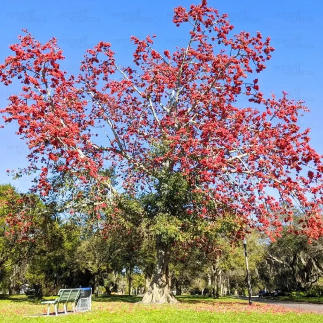 Buy Semal "Bonsai" (Bombax Ceiba) - Plant Online at Lalitenterprise