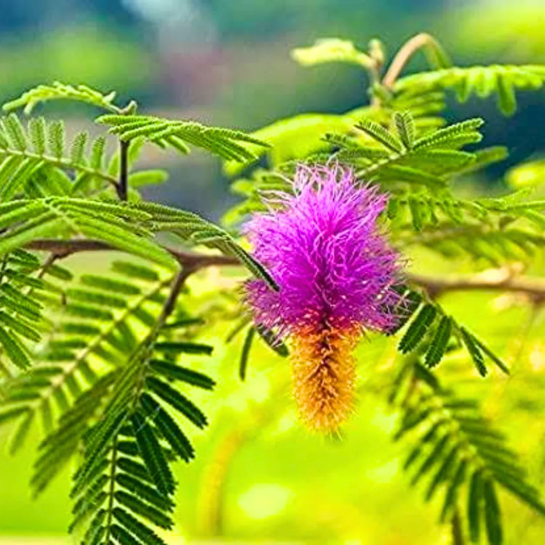 Buy Shami Patra (Prosopis Cineraria) - Plant Online at Lalitenterprise