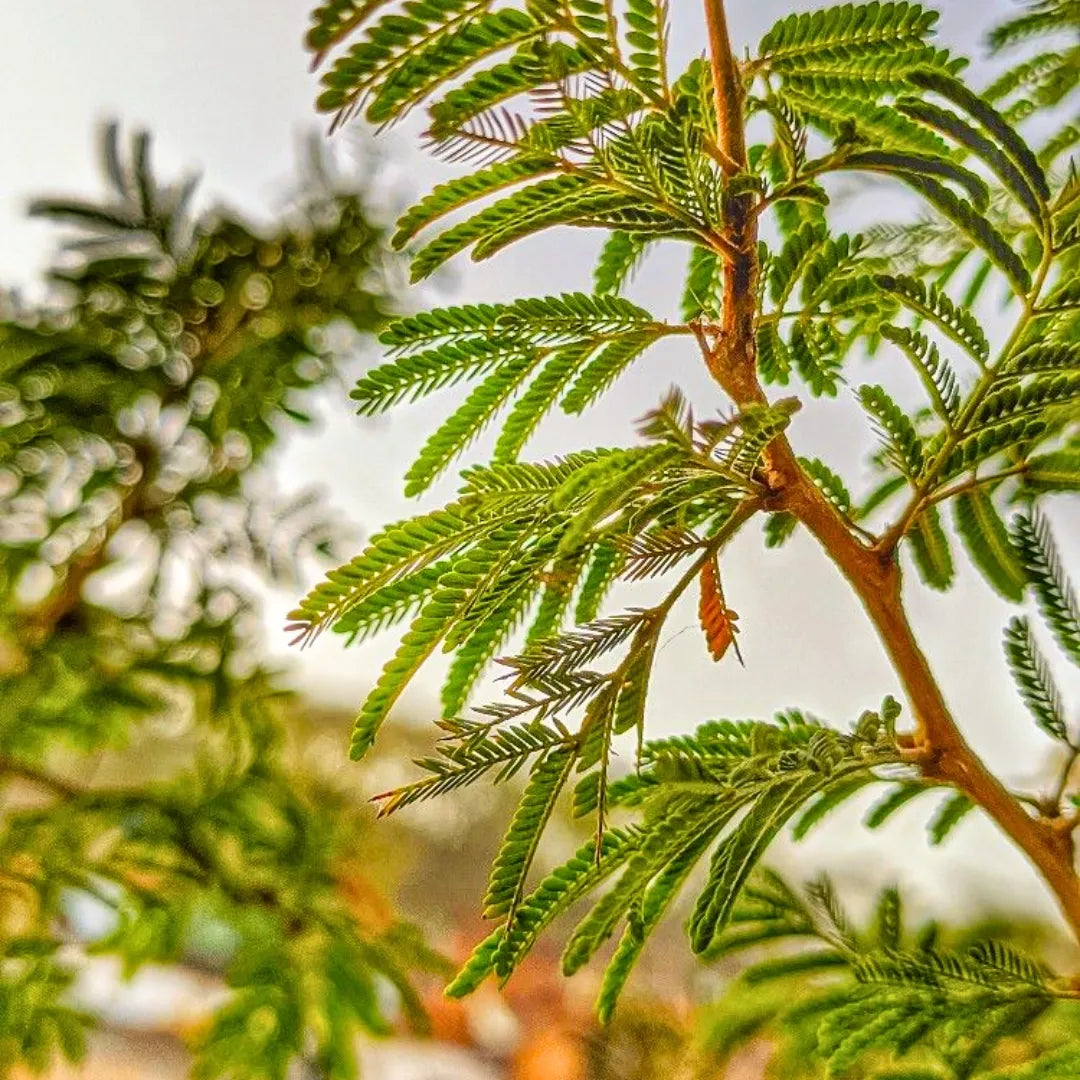 Shami Patra Prosopis Cineraria Plant Lalit Enterprise shami-patra-prosopis-cineraria-plant-lalit-enterprise