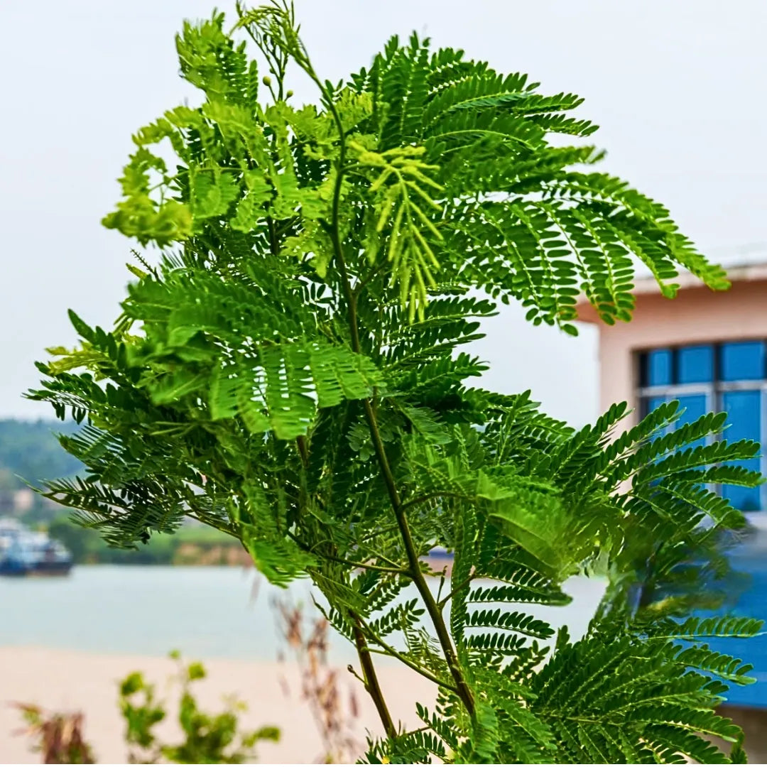 Buy Shami Patra - Plant Online at Lalitenterprise