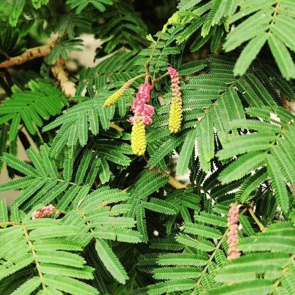 Buy Shami Patra (Prosopis Cineraria) - Plant Online at Lalitenterprise