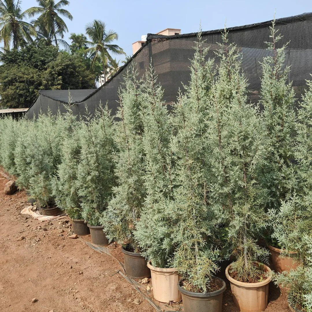 Buy Silver Cypress - Plant Online at Lalitenterprise