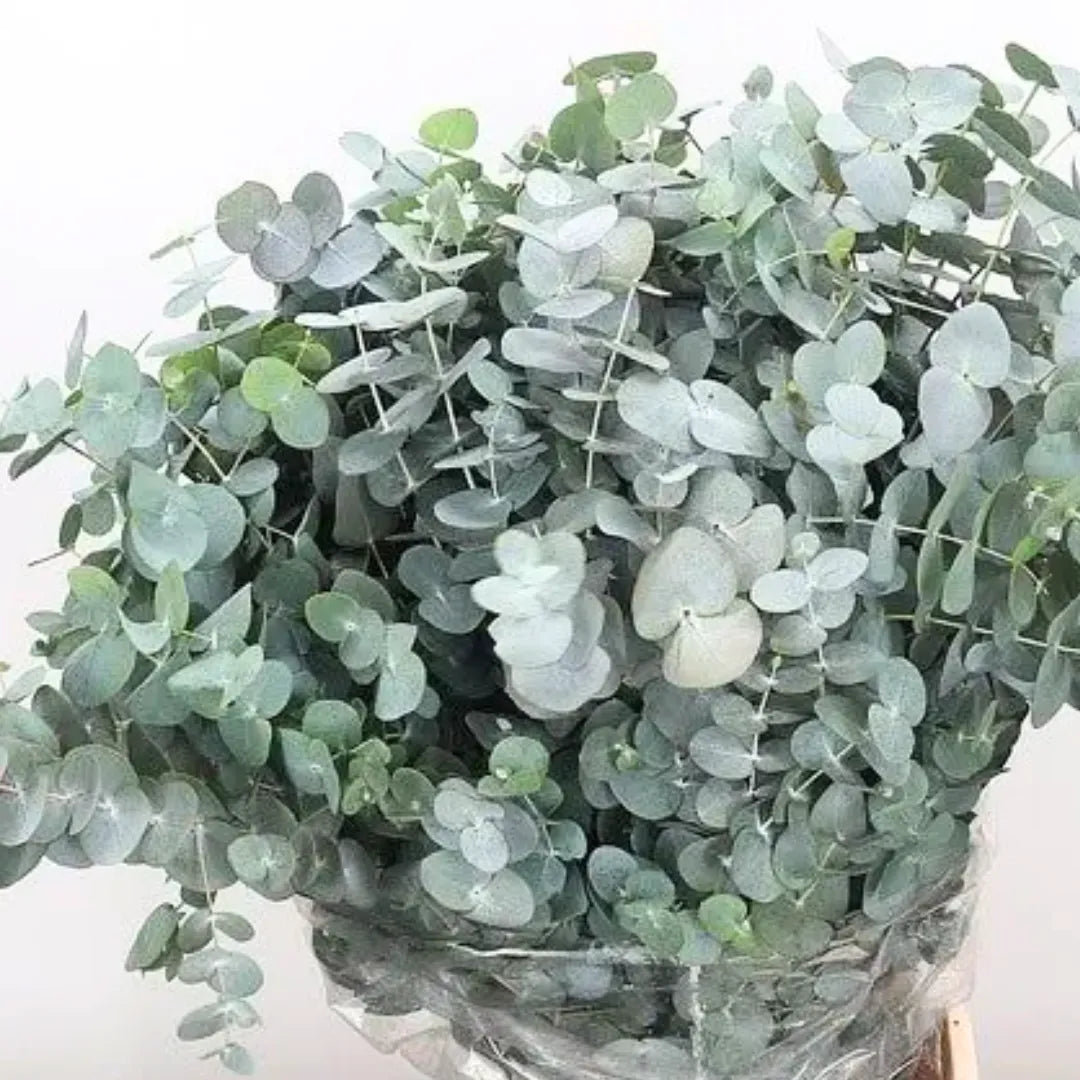 Buy Eucalyptus Cinerea - Plant Online at Lalitenterprise