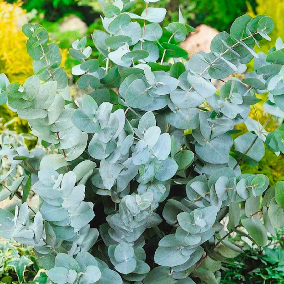 Buy Silver Dollar - Plant Online at Lalitenterprise
