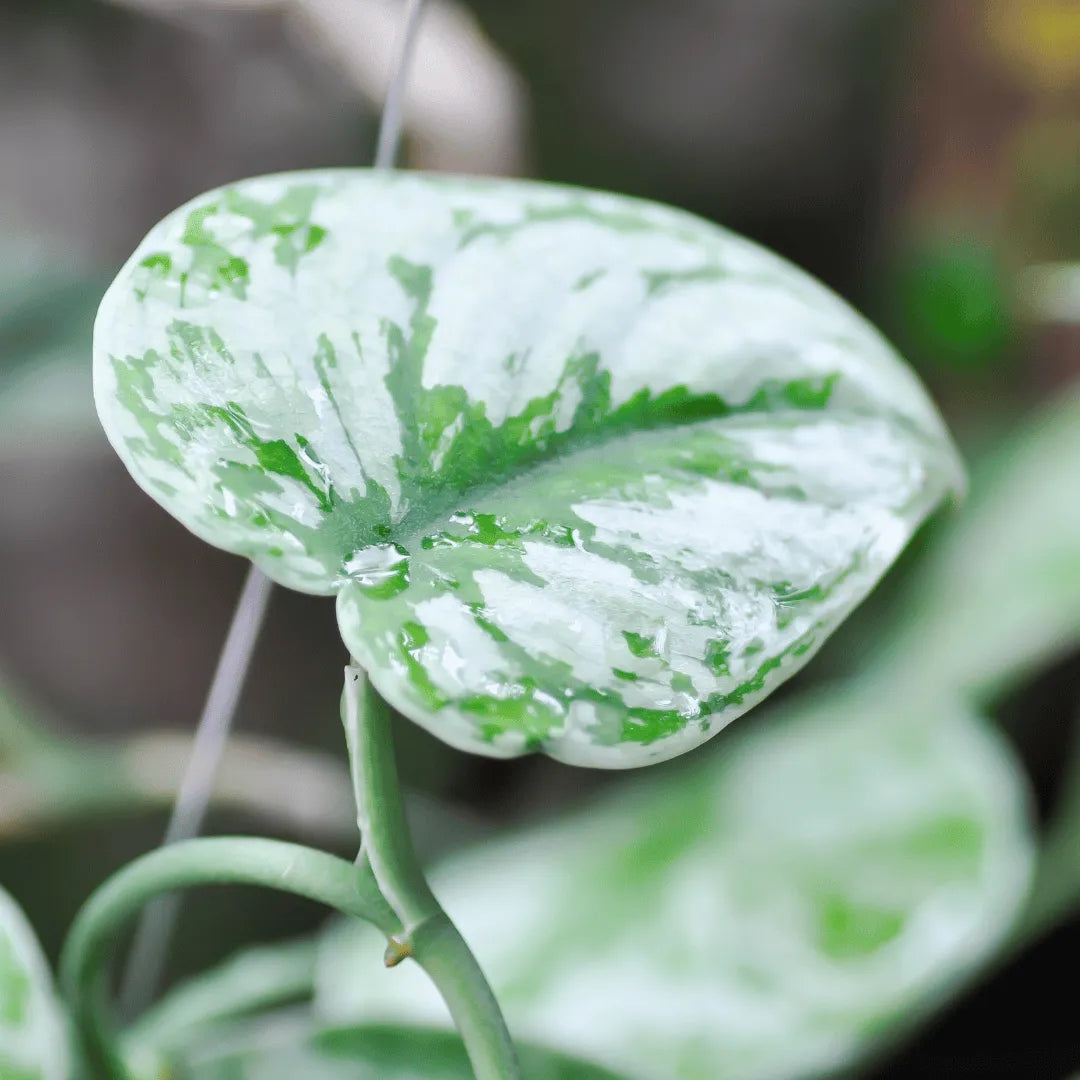 Buy Silver Satin Pothos Plant Online at Lalitenterprise