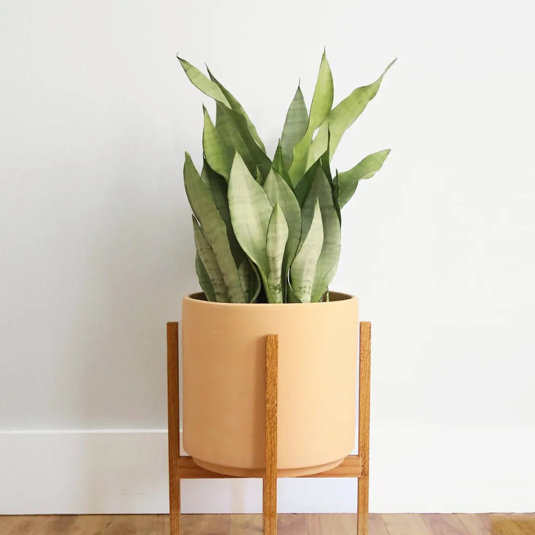 Buy Silver Snake Plant | Sansevieria Trifasciata 'Moonshine' Online at Lalitenterprise