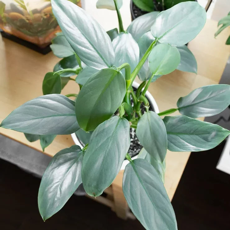 Philodendron Hastatum | Silver Sword Philodendron - Plant