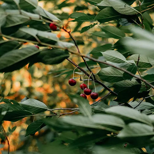 Buy Singapore Cherry (Muntigia Calabura) – Plant Online at Lalitenterprise