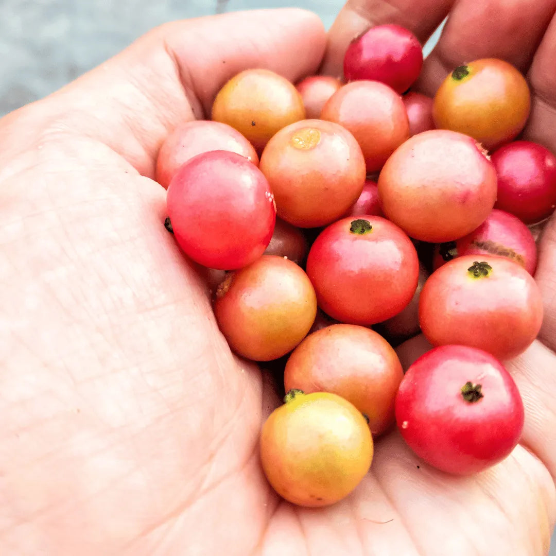 Buy Singapore Cherry – Plant Online at Lalitenterprise