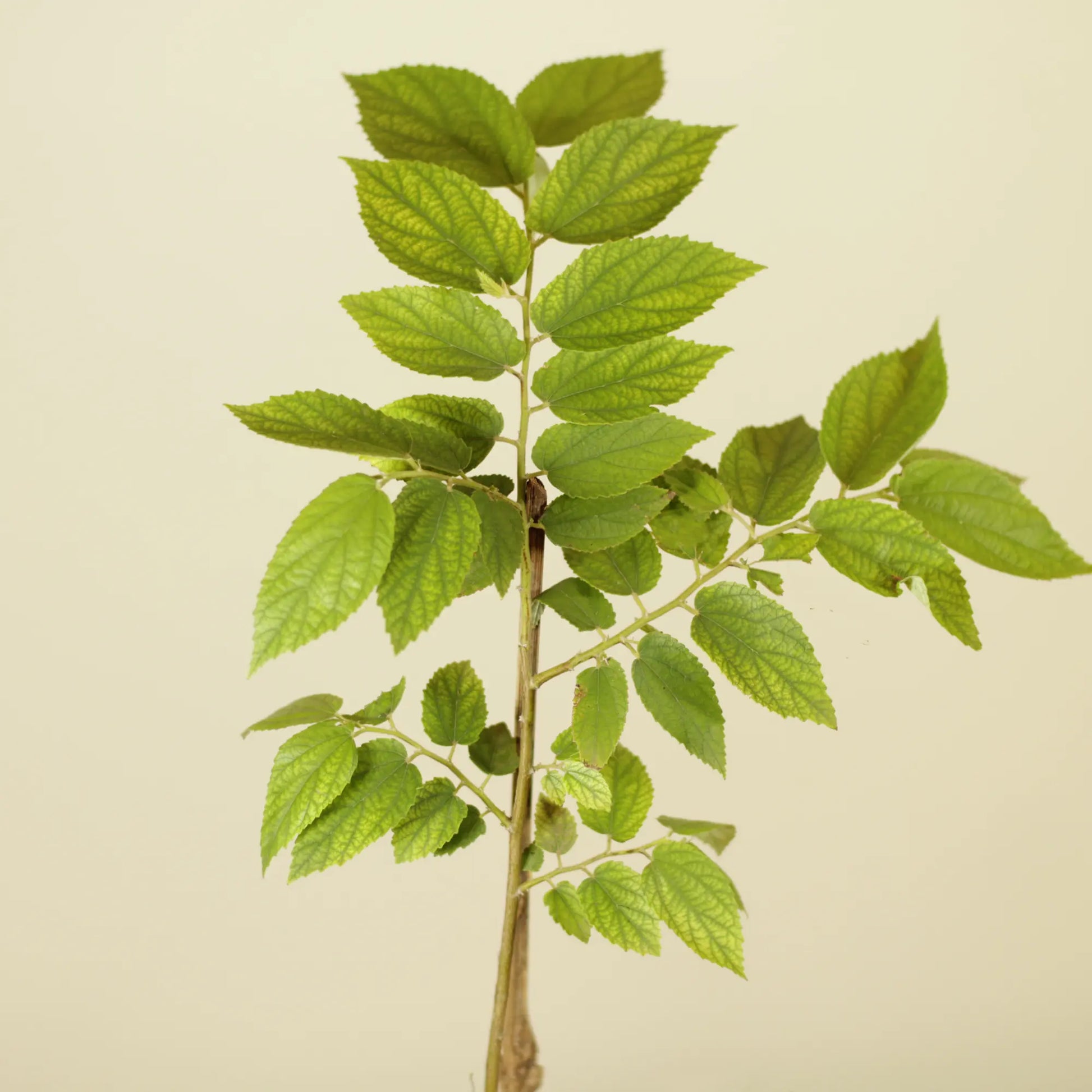 Buy Singapore Cherry (Muntigia Calabura) – Plant Online at Lalitenterprise