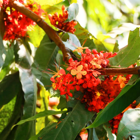 Buy Sita Ashok (Saraca Asoca) - Plant Online at Lalitentrprise