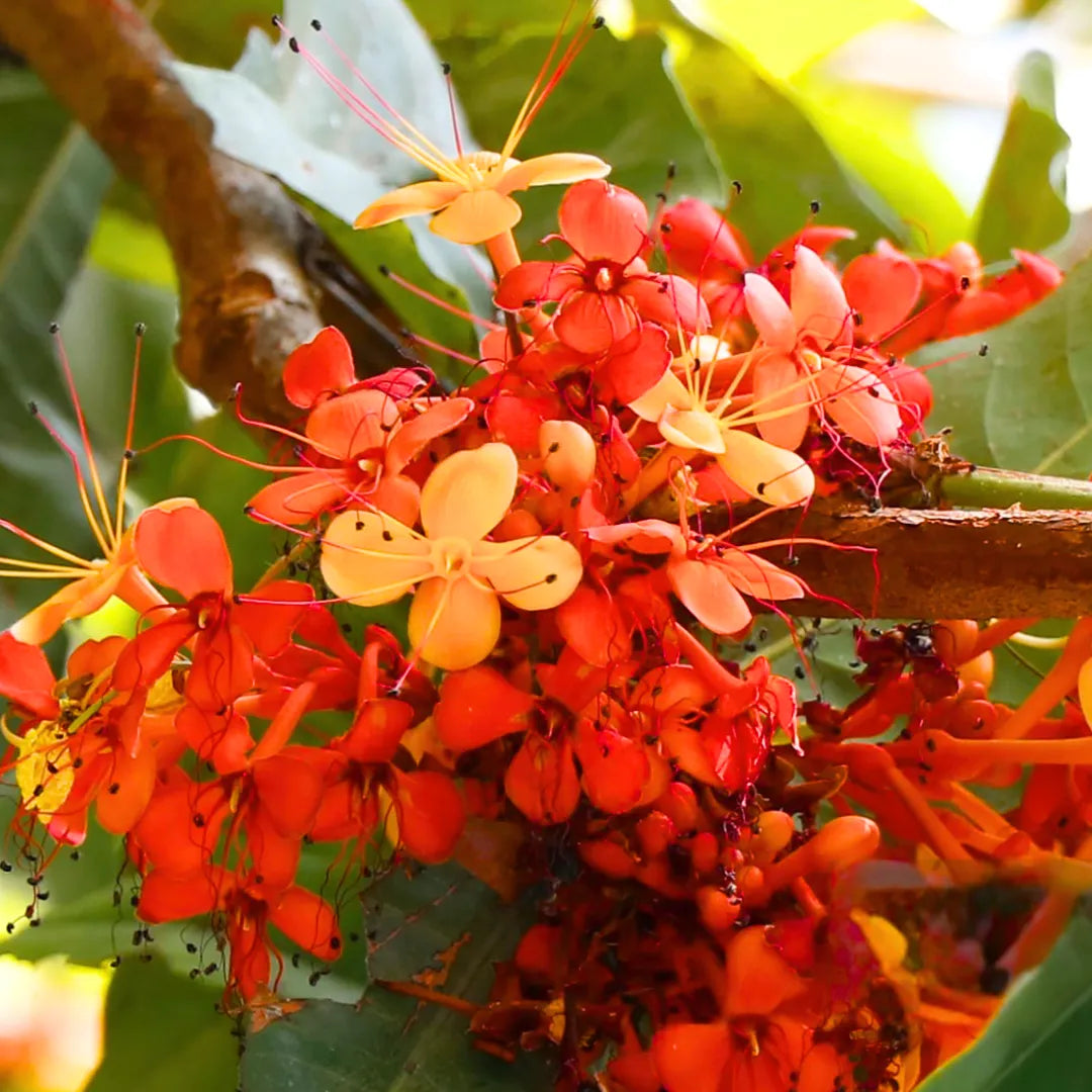 Buy Saraca Asoca - Plant Online at Lalitentrprise