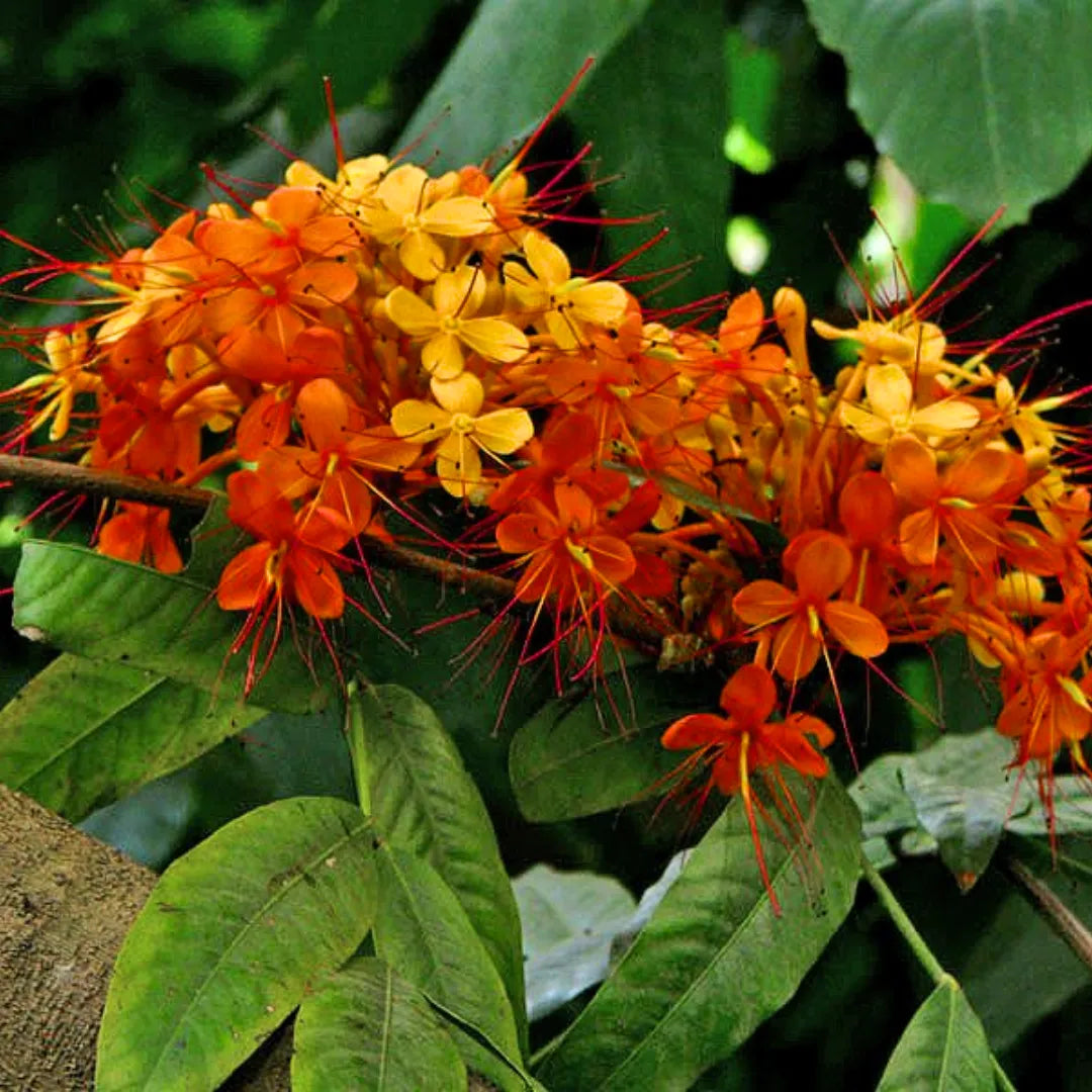 Buy Sita Ashok - Plant Online at Lalitentrprise