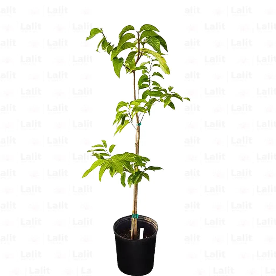 Buy Sugar Apple Grafted, Sitafal (Annona Squamosa) "Custard Apple" - Plant Online at Lalitenterprise